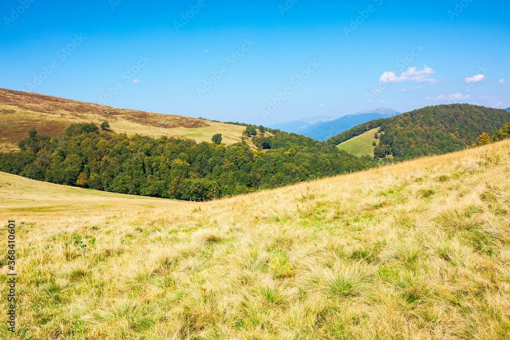 grassy meadow in mountains. beautiful landscape of transcarpathia on a sunny summer day. ridge in the distance. beech trees on the hills. blue sky grassy meadow in mountains. beautiful landscape of transcarpathia on a sunny summer day. ridge in the distance. beech trees on the hills. blue sky