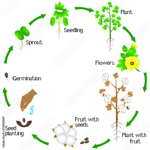Cycle of a cotton plant growth isolated on white background.