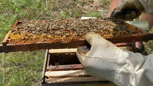 Bees Working Hard