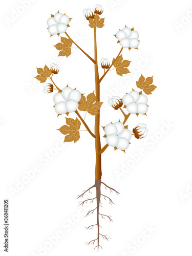 A ripe cotton plant with roots on a white background.
