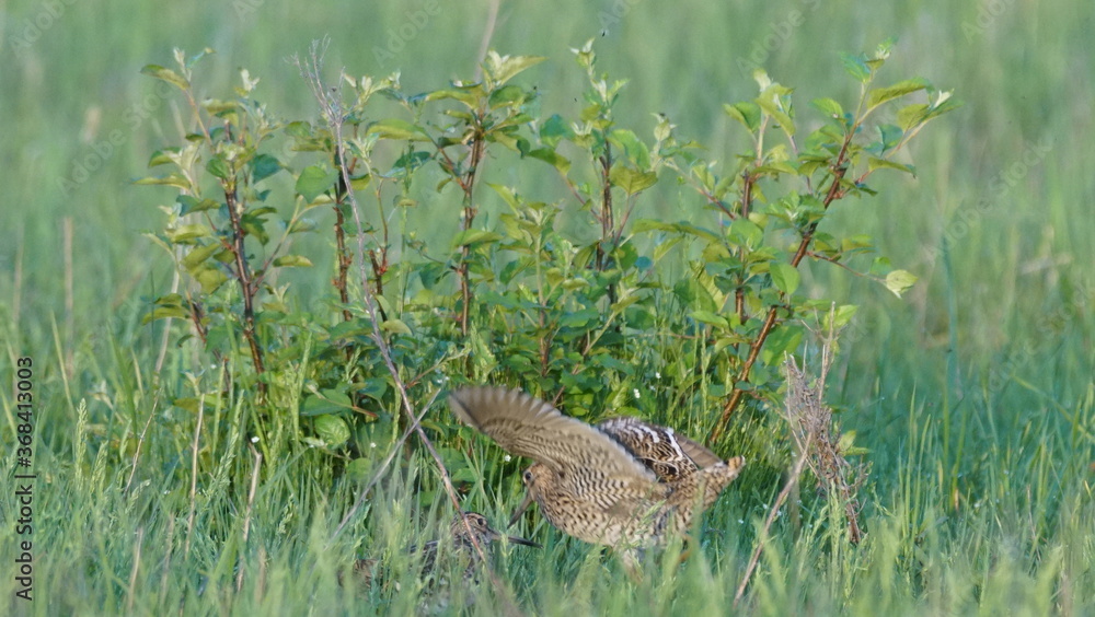 Obraz premium Great snipe (Gallinago media) in mating period, male dancing in the spring