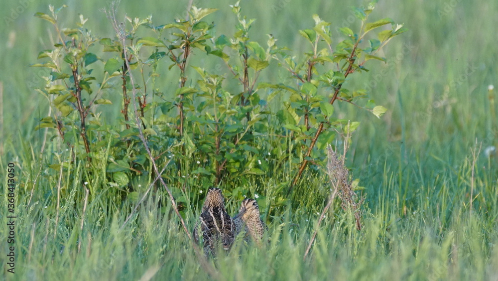 Great snipe (Gallinago media) in mating period, male dancing in the spring Great snipe (Gallinago media) in mating period, male dancing in the spring