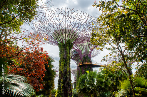 Singapore. Supertree Grove atrificial purple trees seen through colorful autumn natural trees and leaves, contrast concept between nature and human's creation. Gardens by the Bay, Singapore. photo