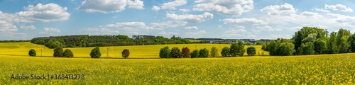panorama tree alley with different crown colors in yellow rape f