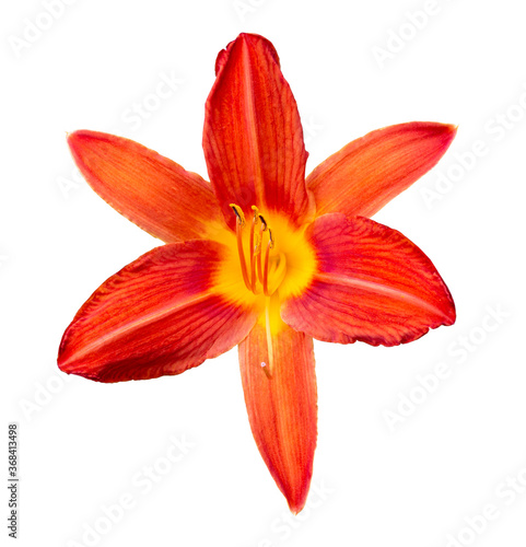 Orange daylily isolated on white background. Beautiful flower close up