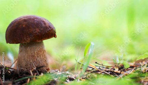 Mushroom boletus edilus. Popular white Boletus mushrooms in forest.