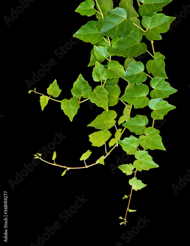 Ivy twigs with small green ...