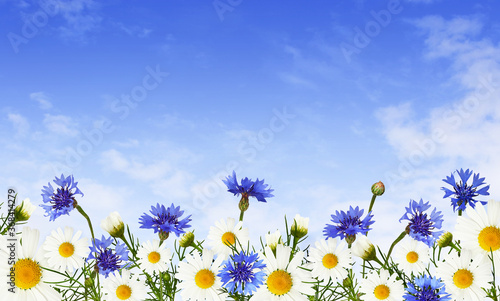 Daisy flowers and knapweeds...