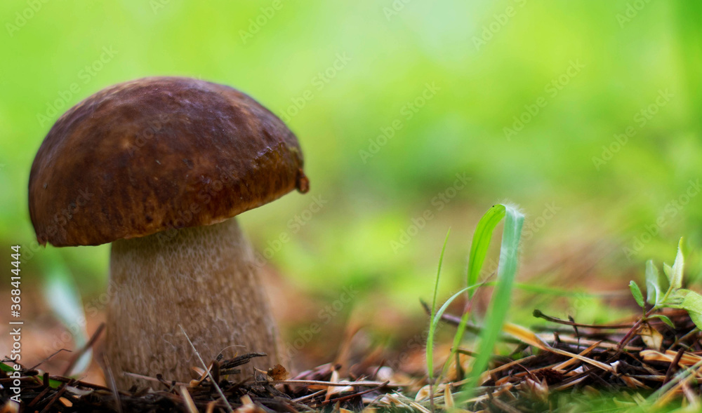 Mushroom boletus edilus. Popular white Boletus mushrooms in forest. Mushroom boletus edilus. Popular white Boletus mushrooms in forest.