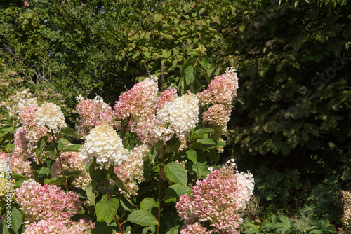 Autumn Colours of the Pink Flushed Flower Heads of a Paniculate Hydrangea Shrub (Hydrangea paniculata 'Silver Dollar') in a Country Cottage Garden in Rural Devon, England, UK photo