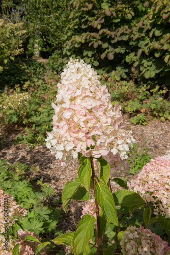 Autumn Colours of the Pink Flushed Flower Heads of a Paniculate Hydrangea Shrub (Hydrangea paniculata 'Silver Dollar') in a Country Cottage Garden in Rural Devon, England, UK photo