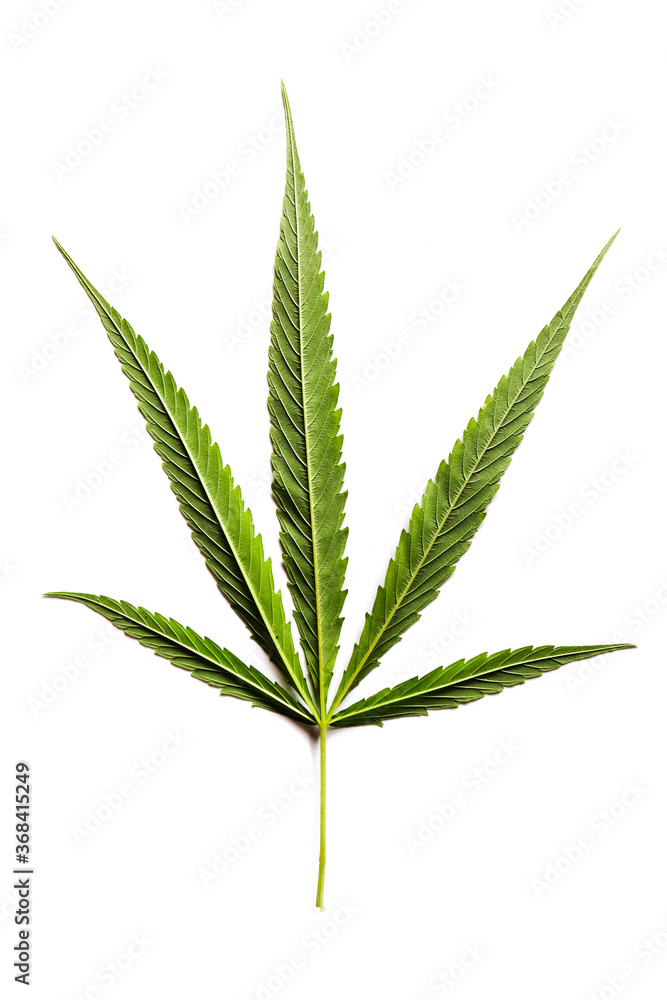 Marijuana leaves in a white background, Green cannabis leaves isolated,for asia not the same leaf Marijuana leaves in a white background, Green cannabis leaves isolated,for asia not the same leaf