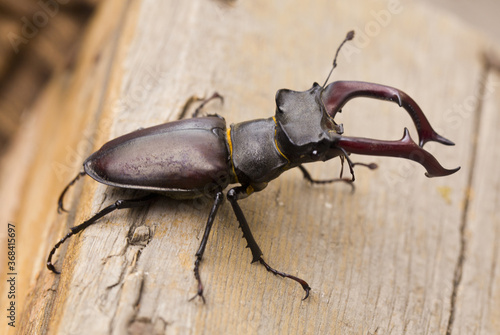 Stag beetle on a wooden background/