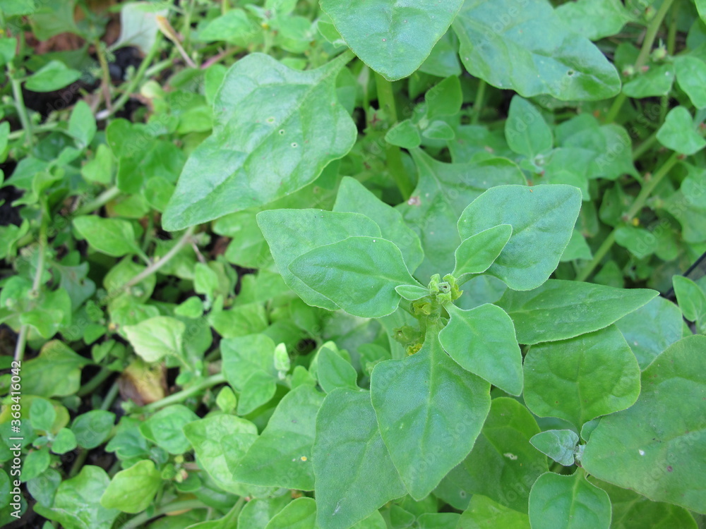 New Zealand spinach, Tetragonia tetragonioides, in the garden New Zealand spinach, Tetragonia tetragonioides, in the garden
