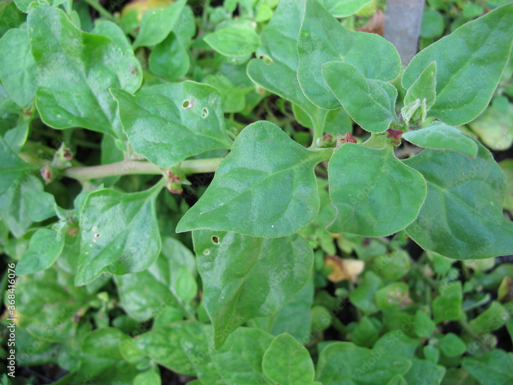 New Zealand spinach, Tetragonia tetragonioides, in the garden New Zealand spinach, Tetragonia tetragonioides, in the garden