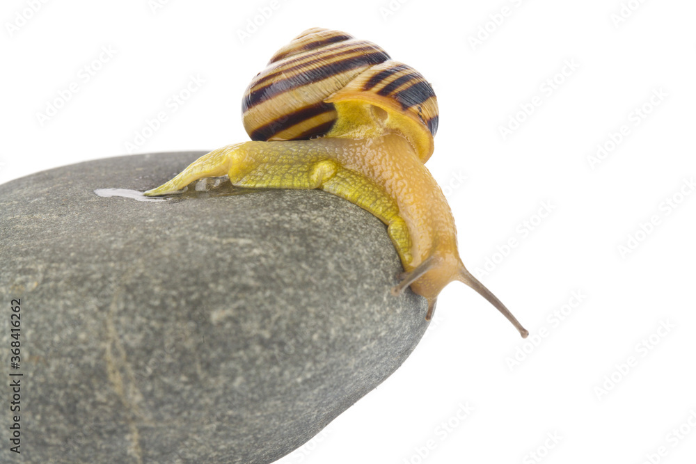 Snail on a stone isolated on a white background close-up. - obrazy, fototapety, plakaty 