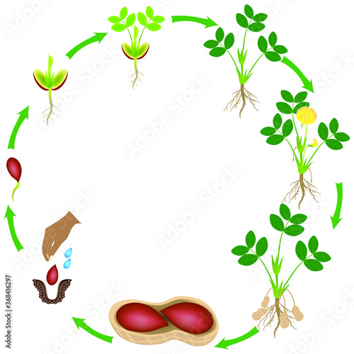 Life cycle of a peanut plant on a white background.