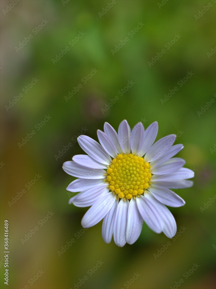 Closeup white petals of common daisy flower plants in garden with bright green blurred background ,macro image ,soft focus ,sweet color for card design Closeup white petals of common daisy flower plants in garden with bright green blurred background ,macro image ,soft focus ,sweet color for card design