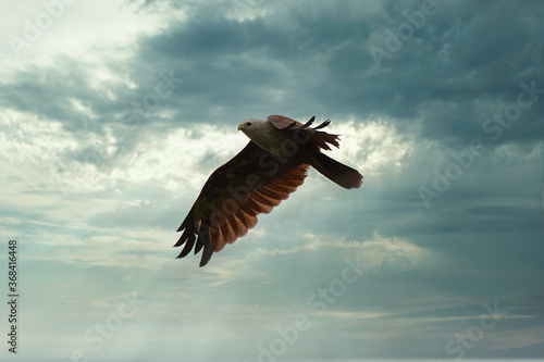 Brahminy Kite flying high with wing spread on cloudy sky.