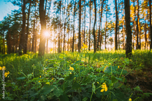 Sunset In Green Spring Forest. Green Plant Ranunculus Acris With Yellow Flowers On Background Tall Trees And Sunset In Forest