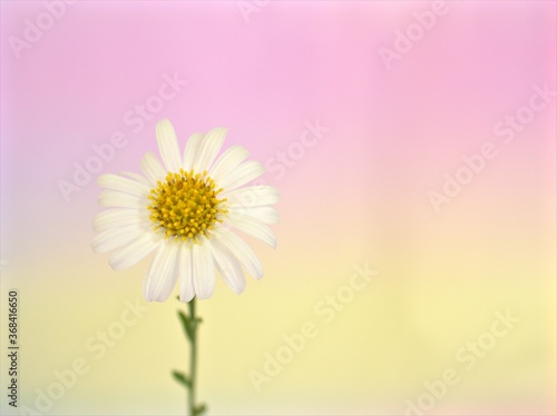 Closeup white common daisy on sweet color blurred background ,macro image , pink - yellow pastel color for lovely card design