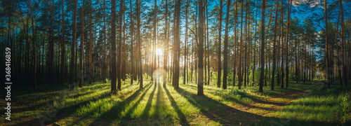 Sunset Sunrise Sun Sunshine In Sunny Summer Coniferous Forest. Sunlight Sunbeams Through Woods In Forest Landscape. Panorama Panoramic View