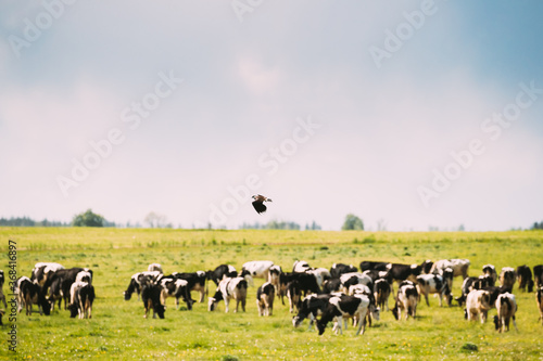 Northern Lapwing Or Peewit Flying Above Grazing Cattle In Field In Summer Day