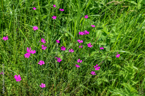 Beautiful bright pale pink wild carnations among meadow spring-summer grass. Glade with bright small flowers  natural floral background