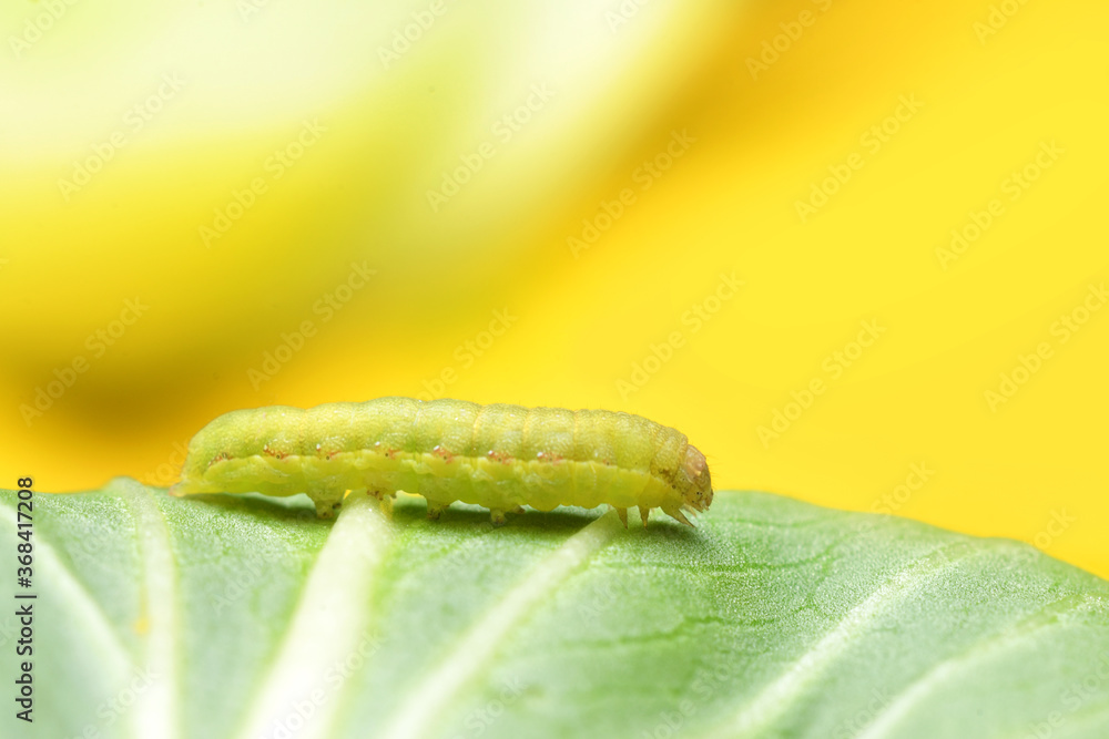Fototapeta premium Cabbage Worm or Caterpillar on Vegetable plants.