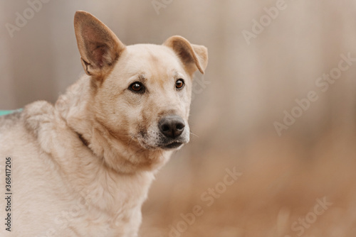 fawn mixed breed dog portrait outdoors in autumn