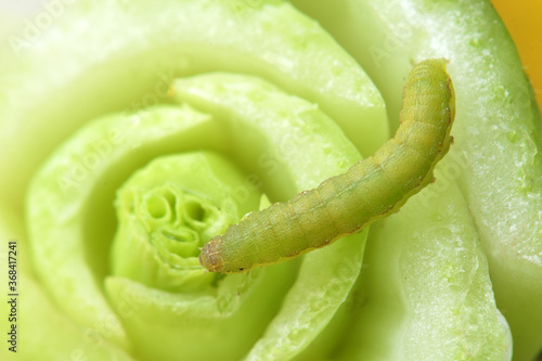 Cabbage Worm or Caterpillar on Vegetable plants.