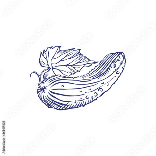 Download a vector image of a cucumber.