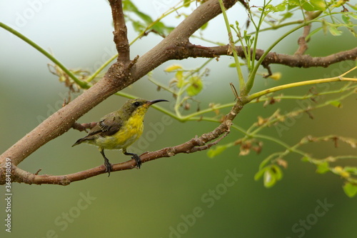 Sun bird in tree