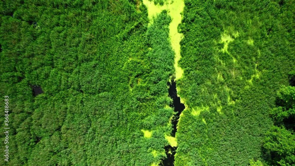 Top view of green river and algae in spring, Poland Top view of green river and algae in spring, Poland