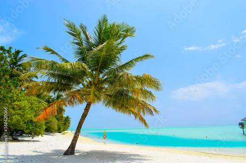 Sunny beach with white sand  coconut palm trees and turquoise sea. Summer vacation and tropical beach concept. Overwater at Maldive Island resort.