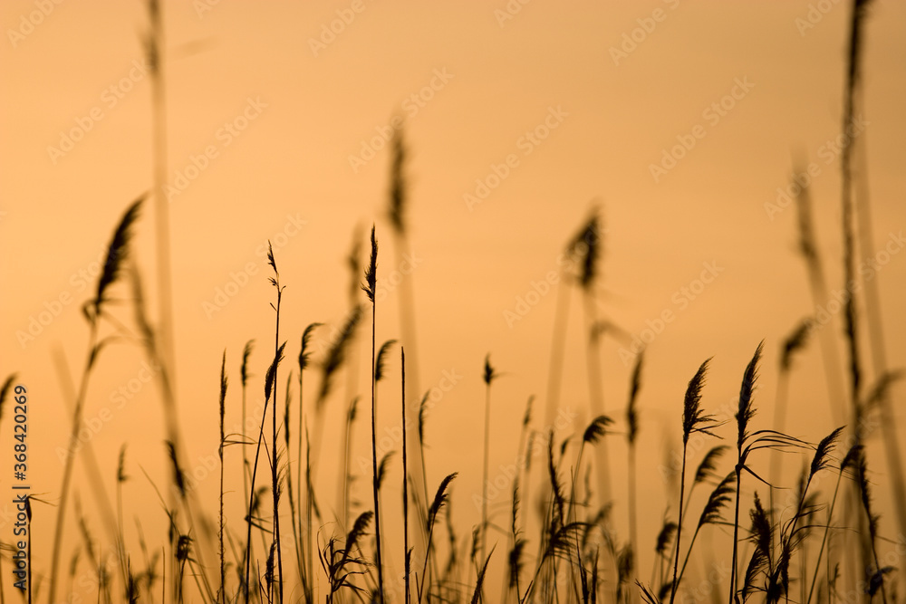 Silhouette of wheat plants on a sunset Silhouette of wheat plants on a sunset