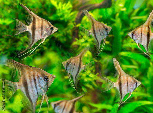 Angelfish Pterophyllum scalare