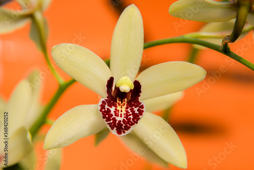 yellow orchid flowers on orange background