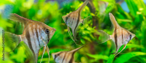 Slika na platnu Angelfish Pterophyllum scalare