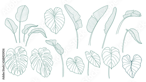 Tropical leaves vector collection. Set of silhouettes monochrome jungle exotic leaf, Philodendron, Palm leaves, Areca palm, Royal fern, Banana leaf isolated on white background. Vecor illustration photo