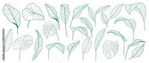 Tropical leaves vector collection. Set of silhouettes monochrome jungle exotic leaf, Philodendron, Palm leaves, Areca palm, Royal fern, Banana leaf isolated on white background. Vecor illustration