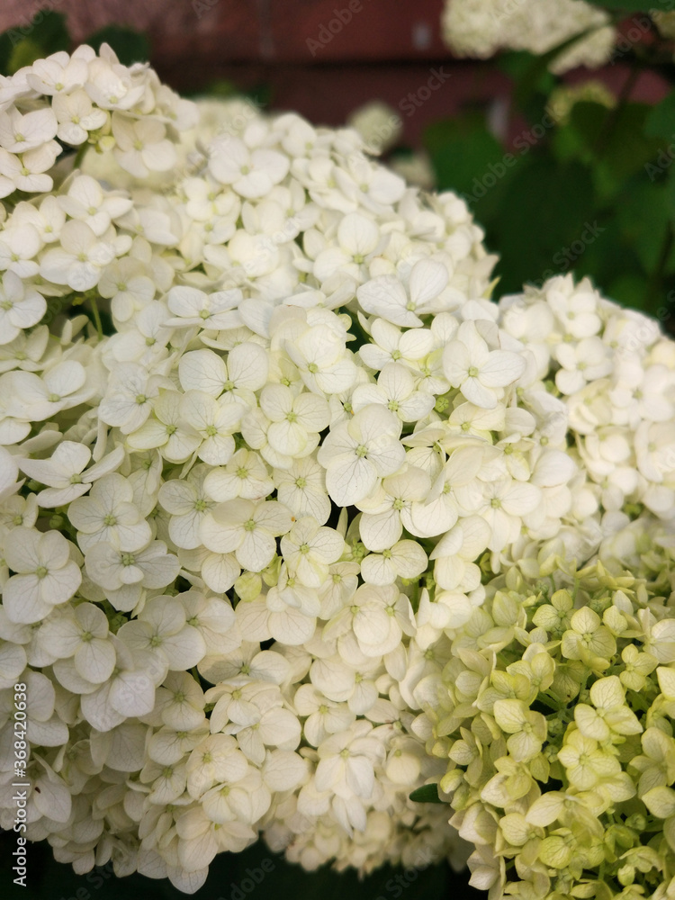 white hydrangea flowers close up white hydrangea flowers close up