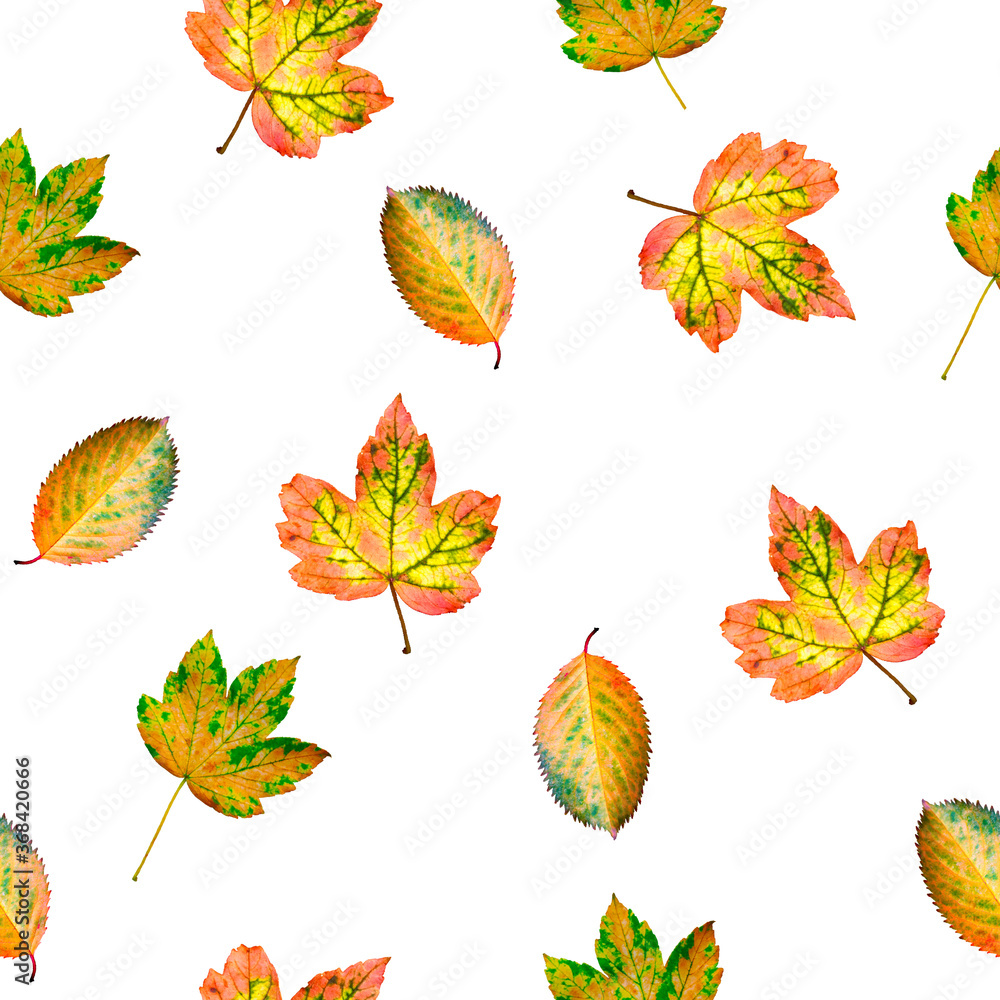 Fototapeta premium autumn leaves on a white background seamless pattern