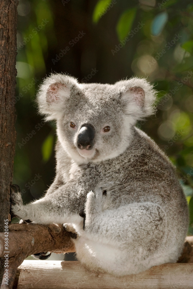 Obraz premium Young Koala