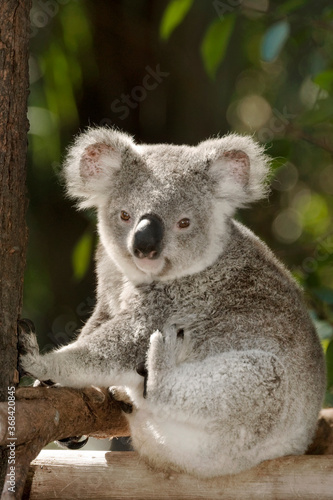 Young Koala