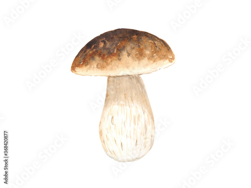 Watercolor illustration of a white mushroom on a white background