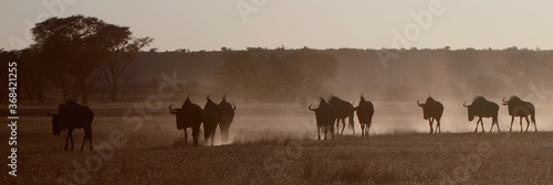 Blue Wildebeest s walking early morning