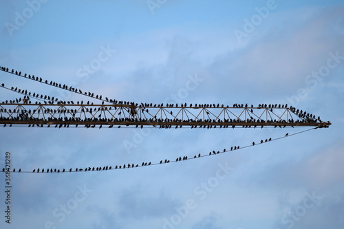 auf dem Lastarm eines Baukrans sitzen hunderte Vögel
Sturnidae Stare photo