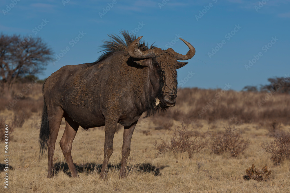 Fototapeta premium Blue wildebeest in Kruger National Park