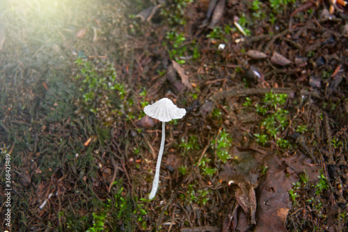 umbrella-shaped fungus with moss